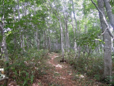 ブナの森.jpg (522.45 KiB) 閲覧された回数 2269 回 ブナの森