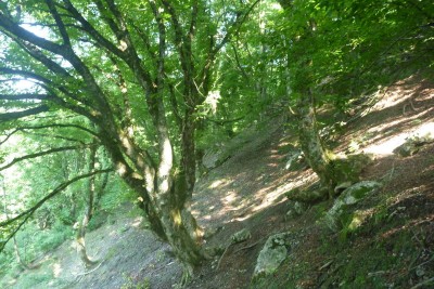 この道はどこへ・・・