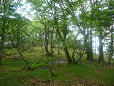 竜ヶ岳肩の別天地