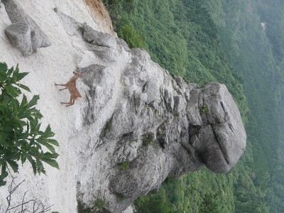 畳岩の前の子鹿