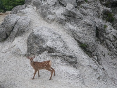 今度はアップで