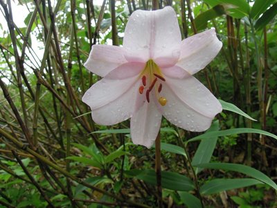 ササユリJPG.JPG (197.97 KiB) 閲覧された回数 3746 回 可憐な花です