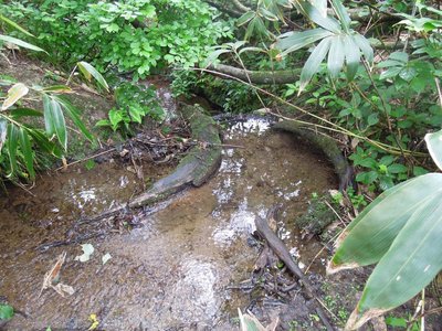 水場.JPG (199.29 KiB) 閲覧された回数 3746 回 飲めないこともないか