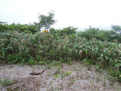 三国岳.JPG (201.09 KiB) 閲覧された回数 3746 回 ここは誰が刈ってくれているのだろう