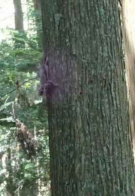 P7200154 (3).jpg (119.87 KiB) 閲覧された回数 2924 回 ムー君