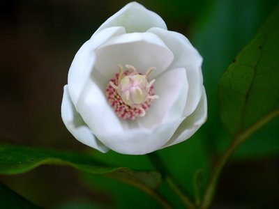 お目当てだったオオヤマレンゲ