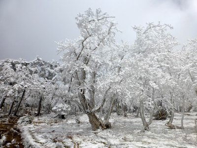 GWなのに樹氷がこんな感じです