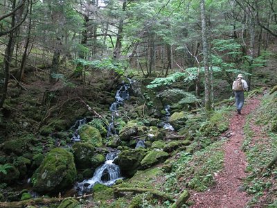 テイ沢沿いに立派な道がついている