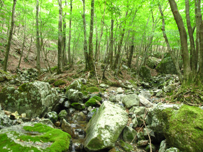 IMG_7477.jpg (683.55 KiB) 閲覧された回数 5453 回 源頭部の二俣