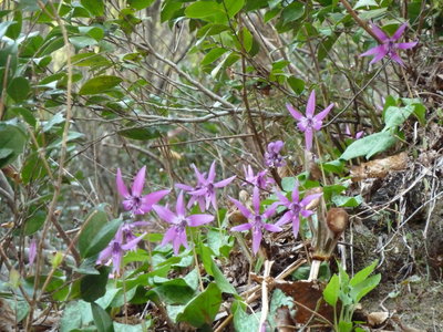 P1020329_1.JPG (267.61 KiB) 閲覧された回数 6177 回 林道歩きも楽し2