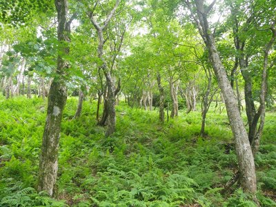 古語録上流の豊かな森