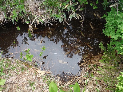 小桜平避難小屋の水場(昨年7月）