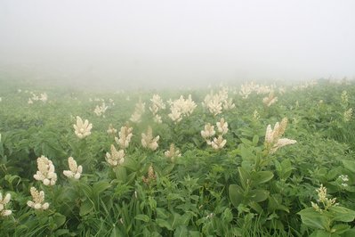 コバイケイソウ
