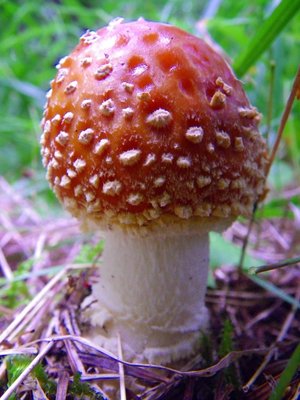 ベニテングタケ