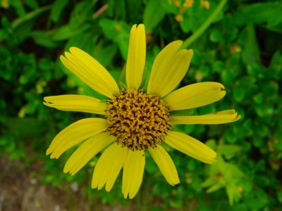 IMGP9606.jpg (102.15 KiB) 閲覧された回数 10071 回 ウサギギク