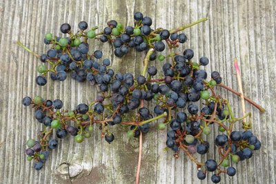 ぽぽしゃんはこっちの青がエエなあ～