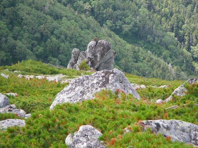 将棊頭山から下山中のお猿