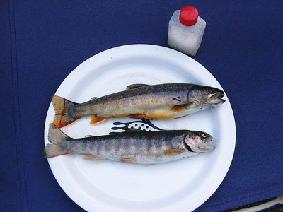 ●であった土地の方に岩魚チョウダイしました。