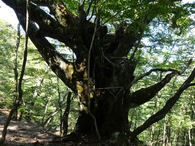 多分ブナかと。ストック横に渡しましたが全然足らずでした