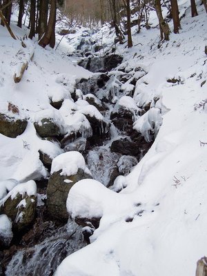 イズミ谷の上流部、皆湧水です（凍るわけないのだった）。