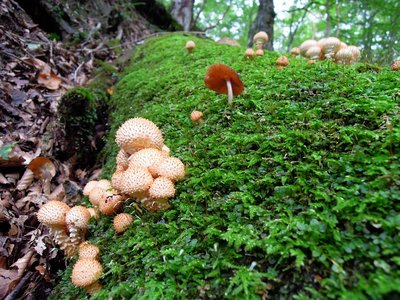 杉田家モドキ（幼菌）