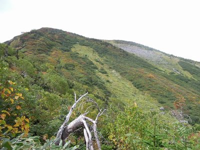 紅葉の山.jpg (368.18 KiB) 閲覧された回数 4645 回 紅葉が始まりました!