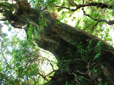 IMG_7529.jpg (748.41 KiB) 閲覧された回数 2915 回 谷尻谷に残された杉の古木