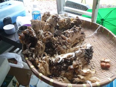 マイタケ（一部です）