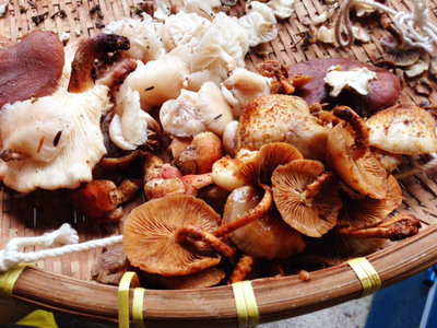 マイマイのお友達