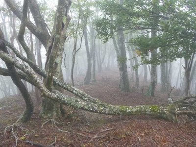 P1040426.jpg (93.23 KiB) 閲覧された回数 3366 回 大熊谷ノ頭付近の稜線