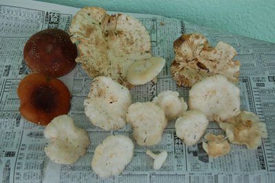 手前がスギタケ、奥の大きい２つがオオイチョウダケ。どこかの道の駅では、けっこうなお値段でけっこう売れてました。