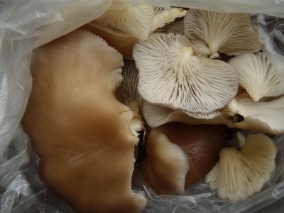 ウスヒラタケ？　「グーさんがみんな持って帰って」