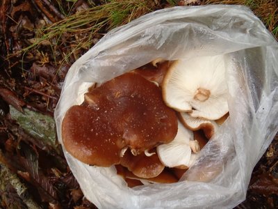 シイタケ。ナズナさんも半分持って帰りました。