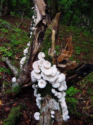 ウスヒラタケだと思う。