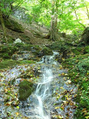 水の主　トチノキ