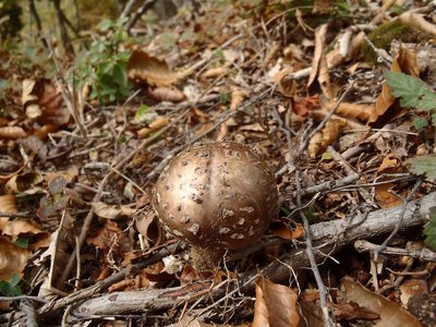 黄金色のキノコ