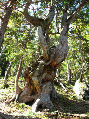 IMG_7651.jpg (952.83 KiB) 閲覧された回数 4545 回 千秋社の御神木