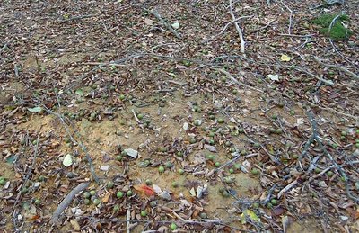 オオウラジロノキ(リンゴ属)の実がいっぱ～い！<br />頂いて、お酒につけました(^^)。