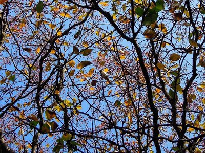 ウラジロノキ(ナナカマド属)の実もいっぱ～い！<br />小鳥たちがいっぱい来て実を啄んでいました。