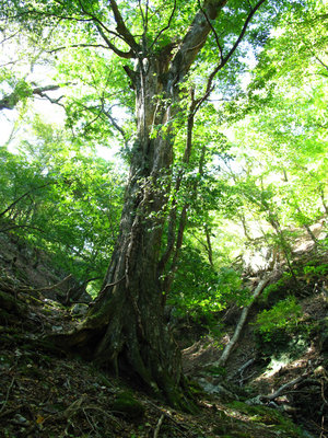 水の主　トチノキ