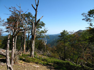 IMG_7654.jpg (666.88 KiB) 閲覧された回数 4376 回 ボンサイ平