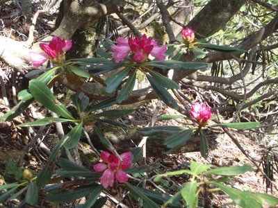 縦走路上のシャクナゲ
