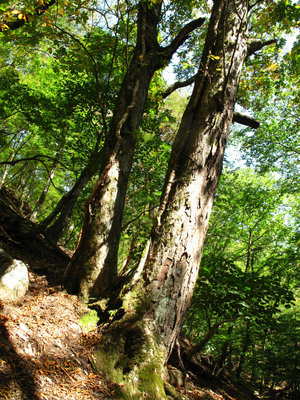 木馬道の目印の木