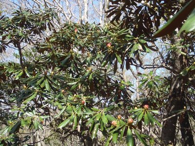 深谷山のシャクナゲ