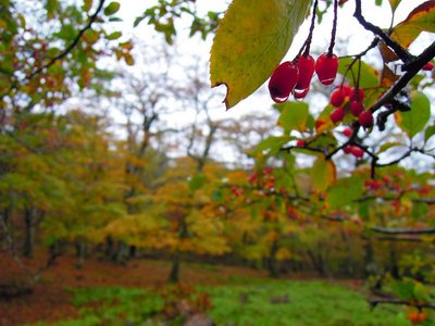 奥ワサビ源流の森の上部にて。