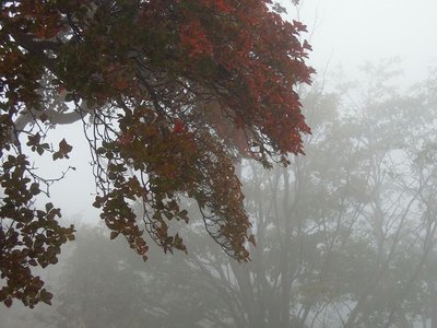 赤くきれいに色づいてるシロヤシオは少ない。