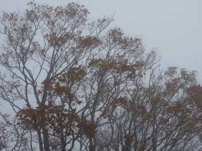 稜線の随分葉を落としたカエデにウソの群れ。