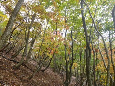 P1040532.jpg (155.72 KiB) 閲覧された回数 5597 回 真ノ谷側斜面の紅葉