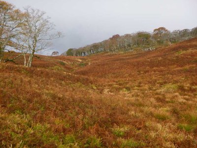 s-P1040553.jpg (86.25 KiB) 閲覧された回数 5598 回 テーブルランドの草紅葉