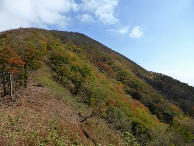 西尾根から藤原岳の紅葉を望む